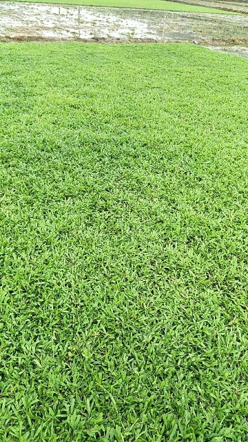 云南大葉油草報(bào)價(jià) 大量供應(yīng)大葉油草和臺(tái)灣草 大葉油草皮圖片 馬尼拉草皮