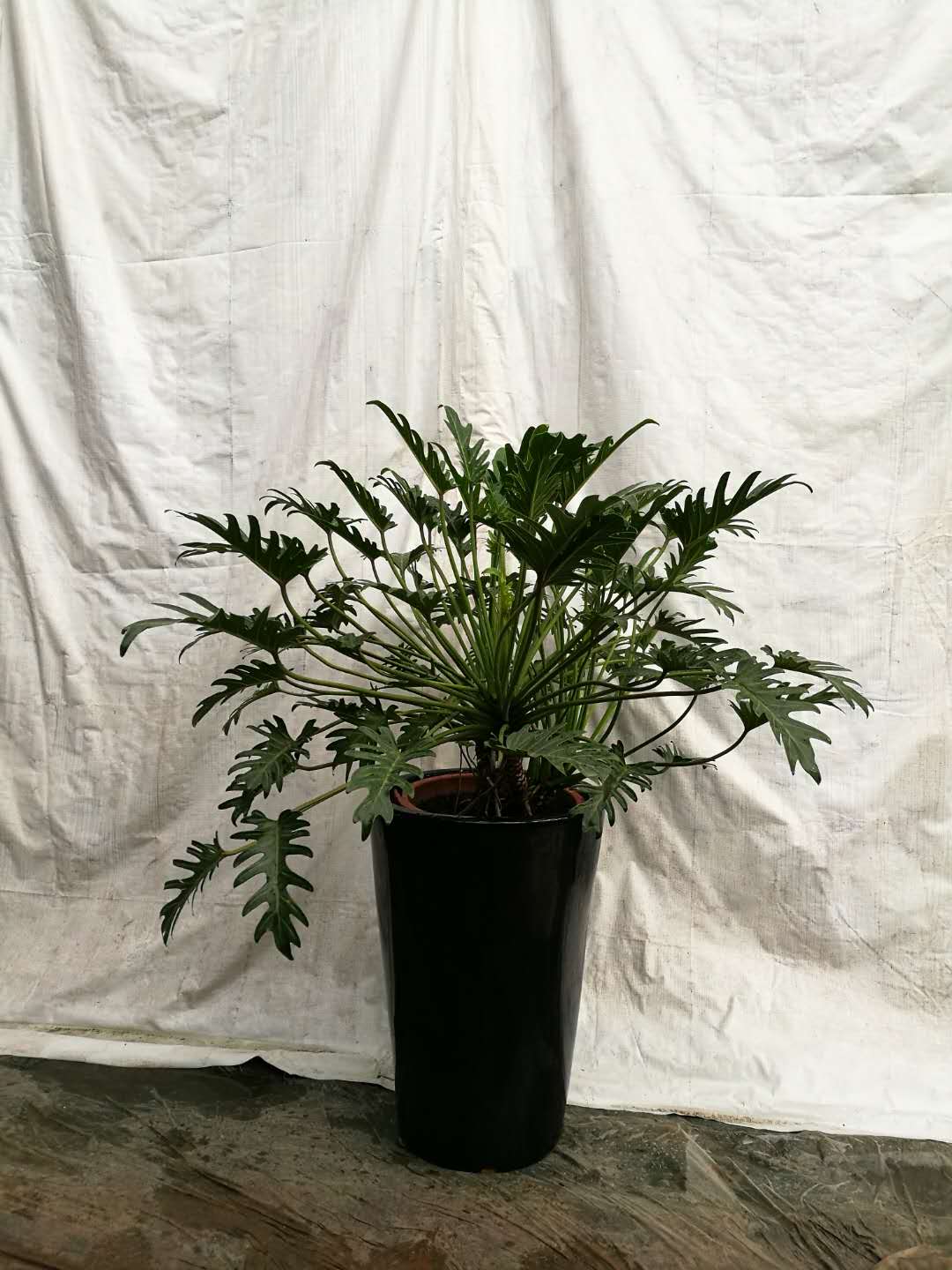 綠植租賃圖片/綠植租賃樣板圖 (2)