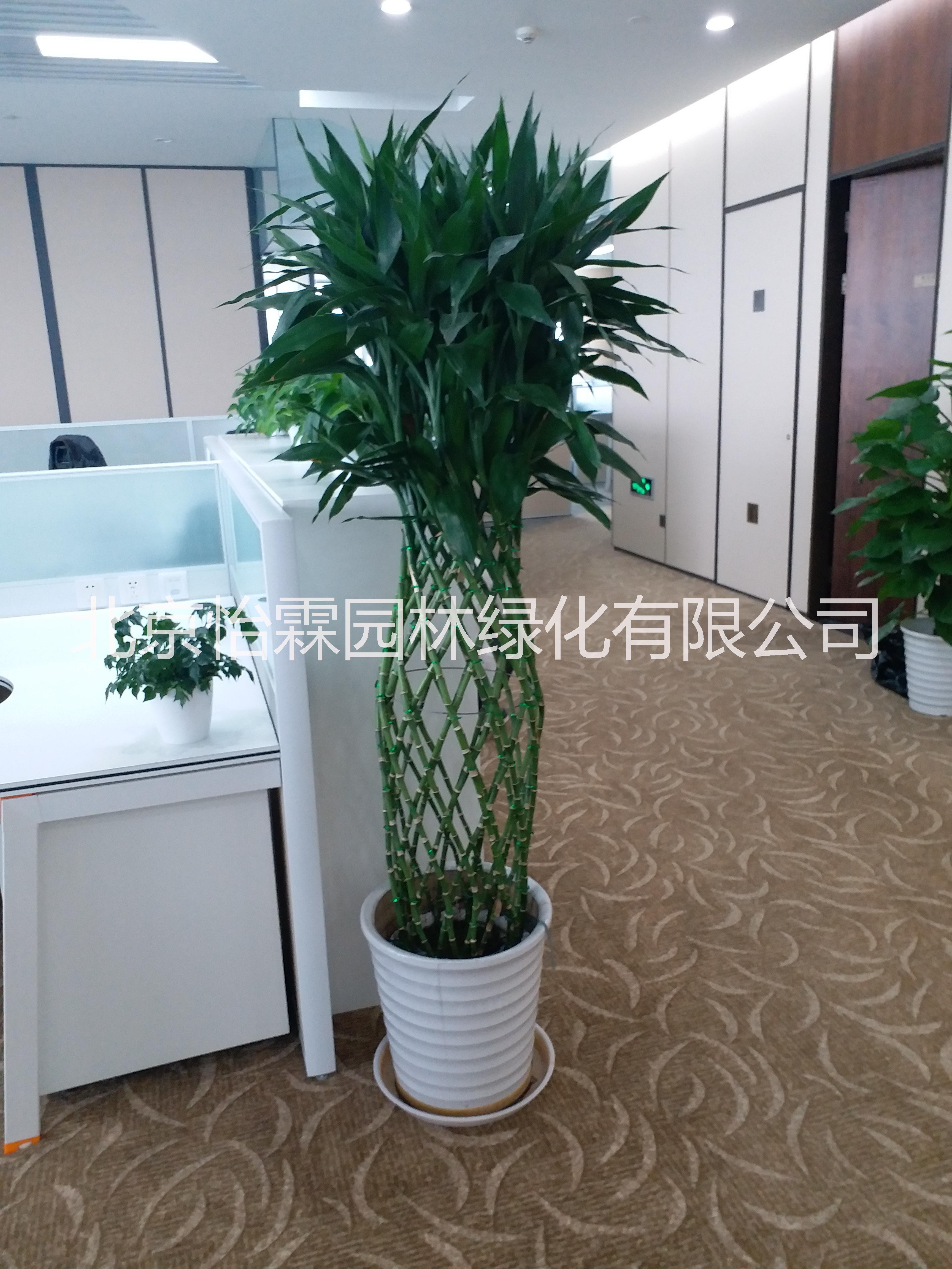 北京花卉租賃圖片/北京花卉租賃樣板圖 (3)