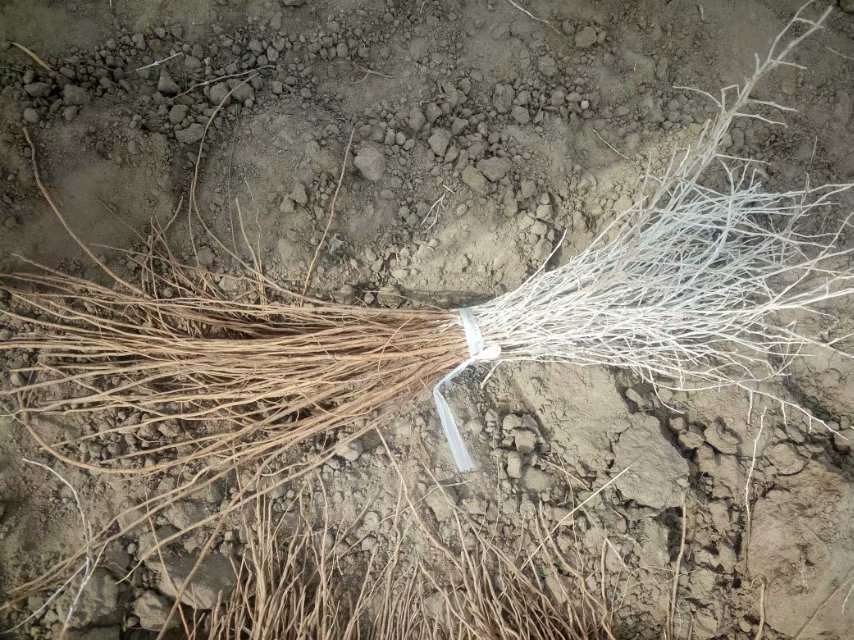 【圖】白刺果茶說明書圖片/【圖】白刺果茶說明書樣板圖 (3)