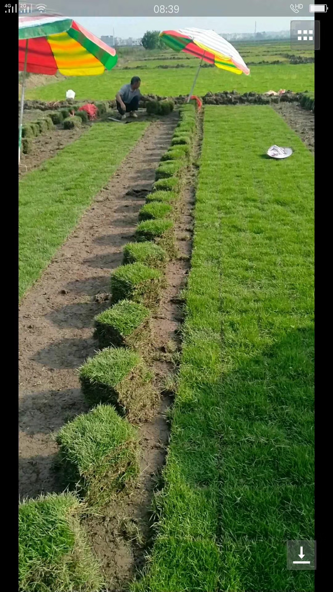 馬尼拉草皮圖片/馬尼拉草皮樣板圖 (2)