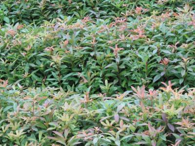 木荷苗圖片/木荷苗樣板圖 (3)