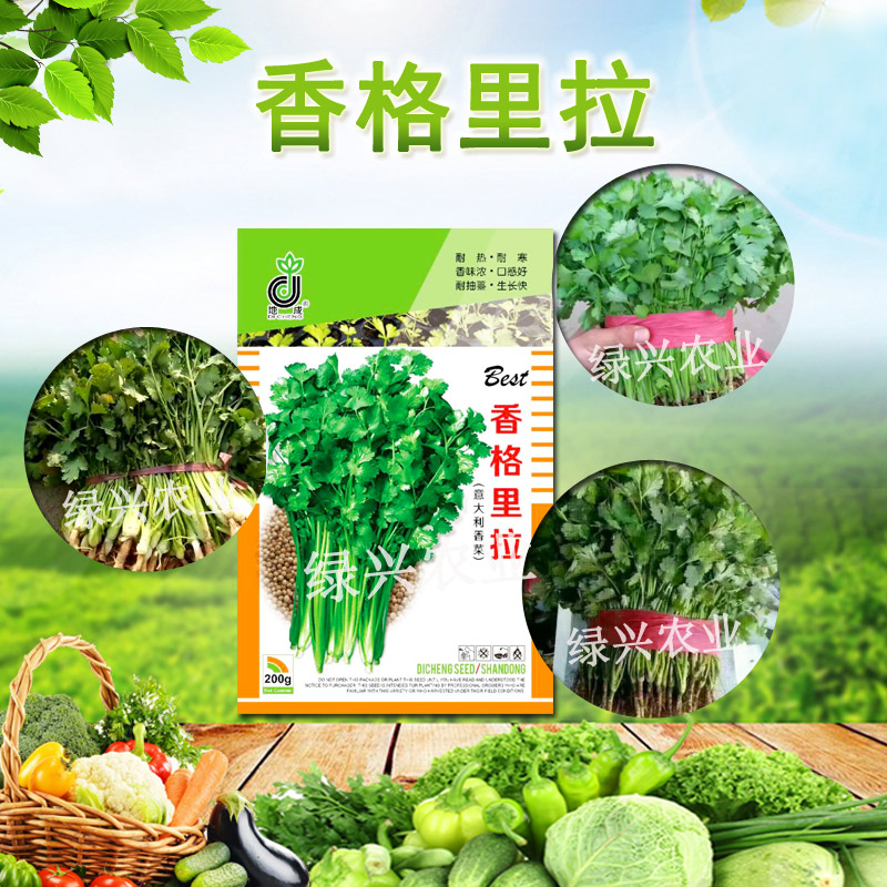 香菜種子香格里拉香菜圖片
