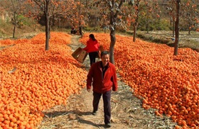 磨盤圖片/磨盤樣板圖 (2)