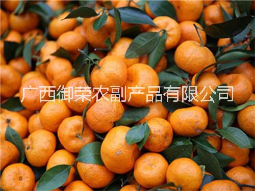 山西砂糖桔批發(fā),供應(yīng)，零售，