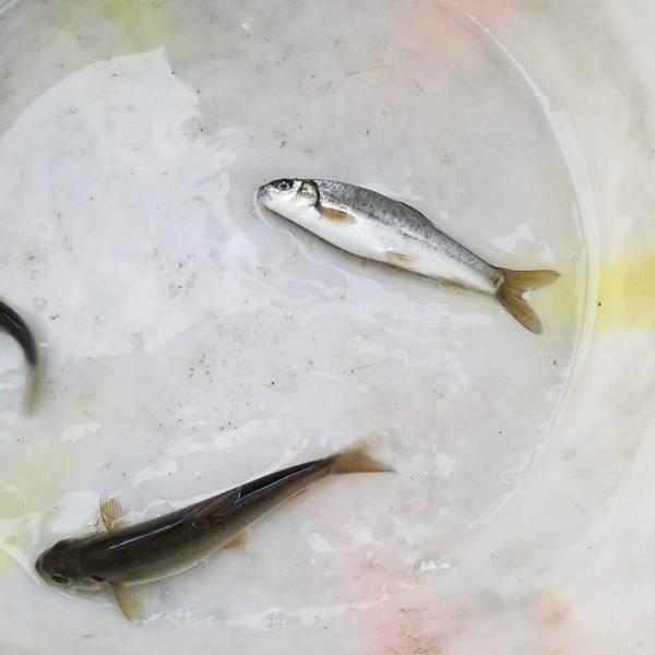 雅魚怎么養(yǎng)殖圖片/雅魚怎么養(yǎng)殖樣板圖 (3)