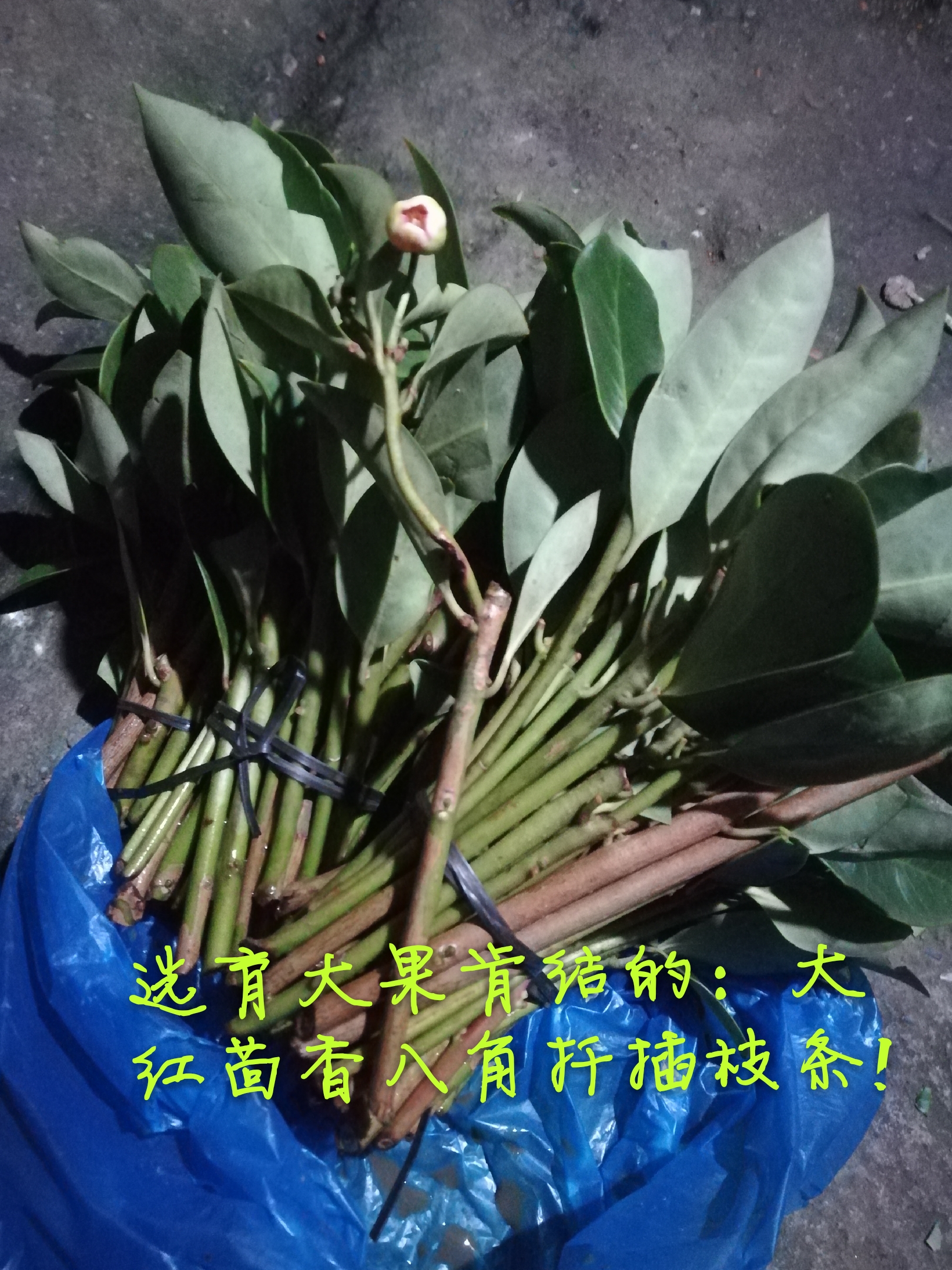 茴香八角圖片/茴香八角樣板圖 (3)