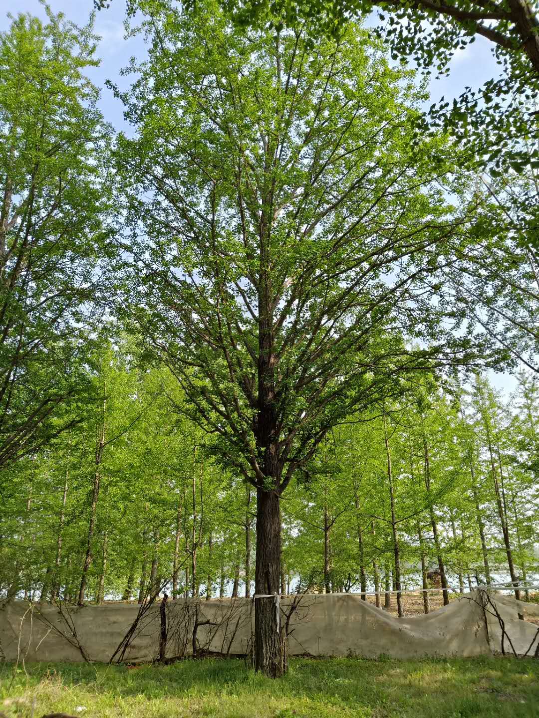 銀杏樹圖片/銀杏樹樣板圖 (1)