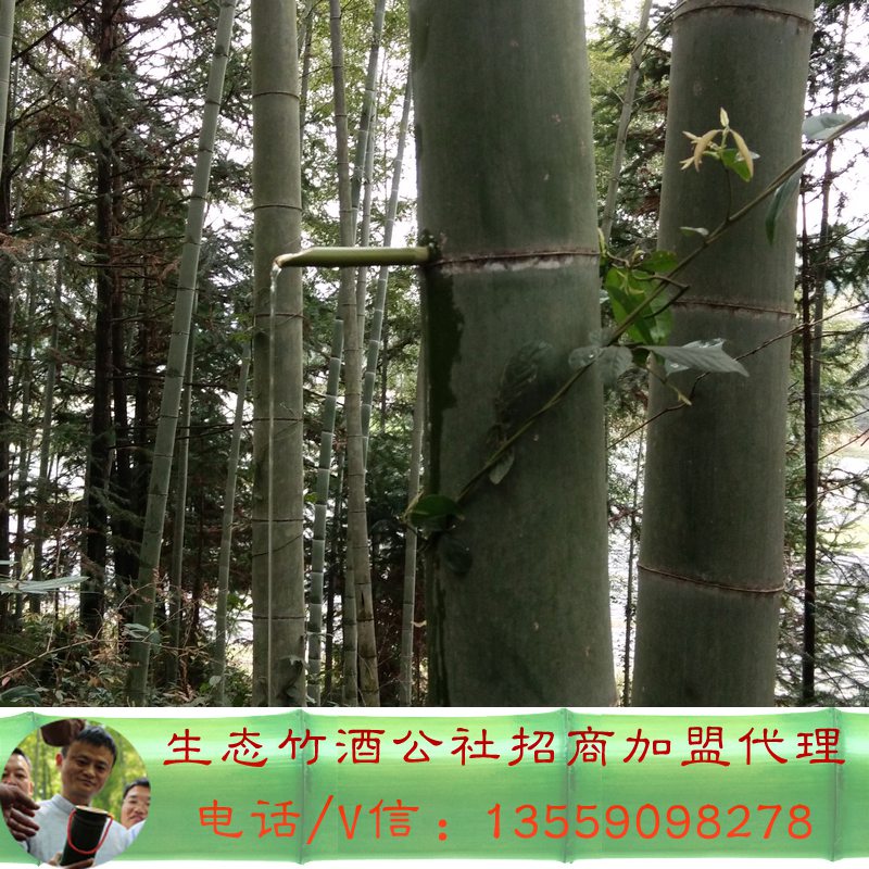 竹筒圖片/竹筒樣板圖 (1)