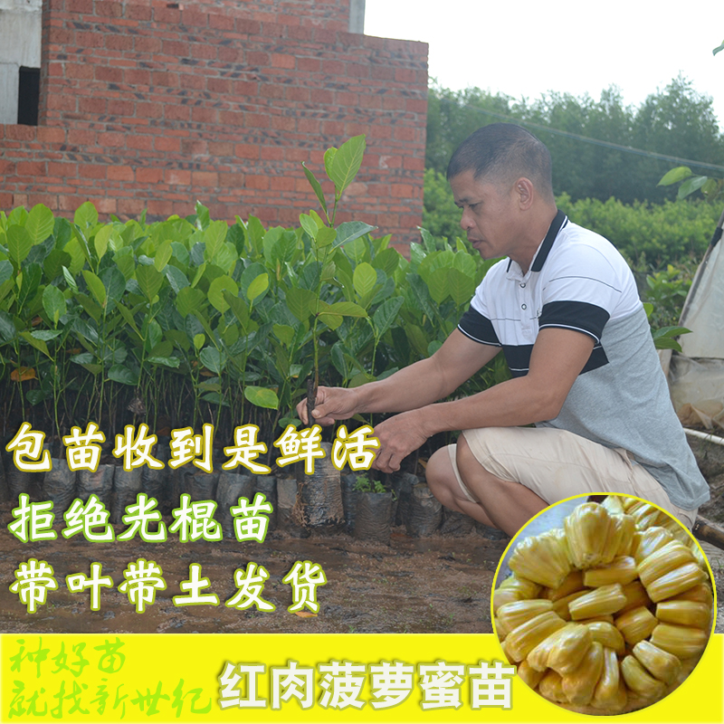 海南菠蘿苗圖片