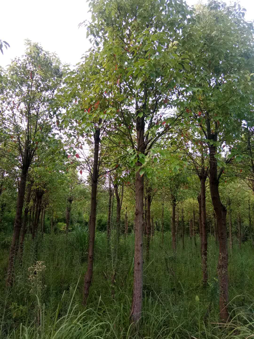 香樟树|广西优质香樟树种植基地报价|广西优质香樟树批发价格|广西优质香樟树基地直销