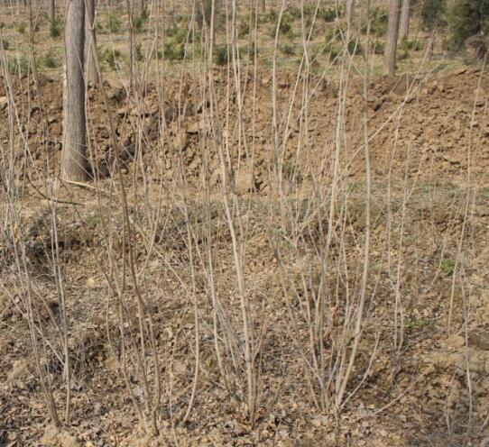 丹桂直銷(xiāo)  丹桂 丹桂批發(fā) 丹桂種植 江蘇丹桂 丹桂價(jià)格 丹桂供應(yīng)商