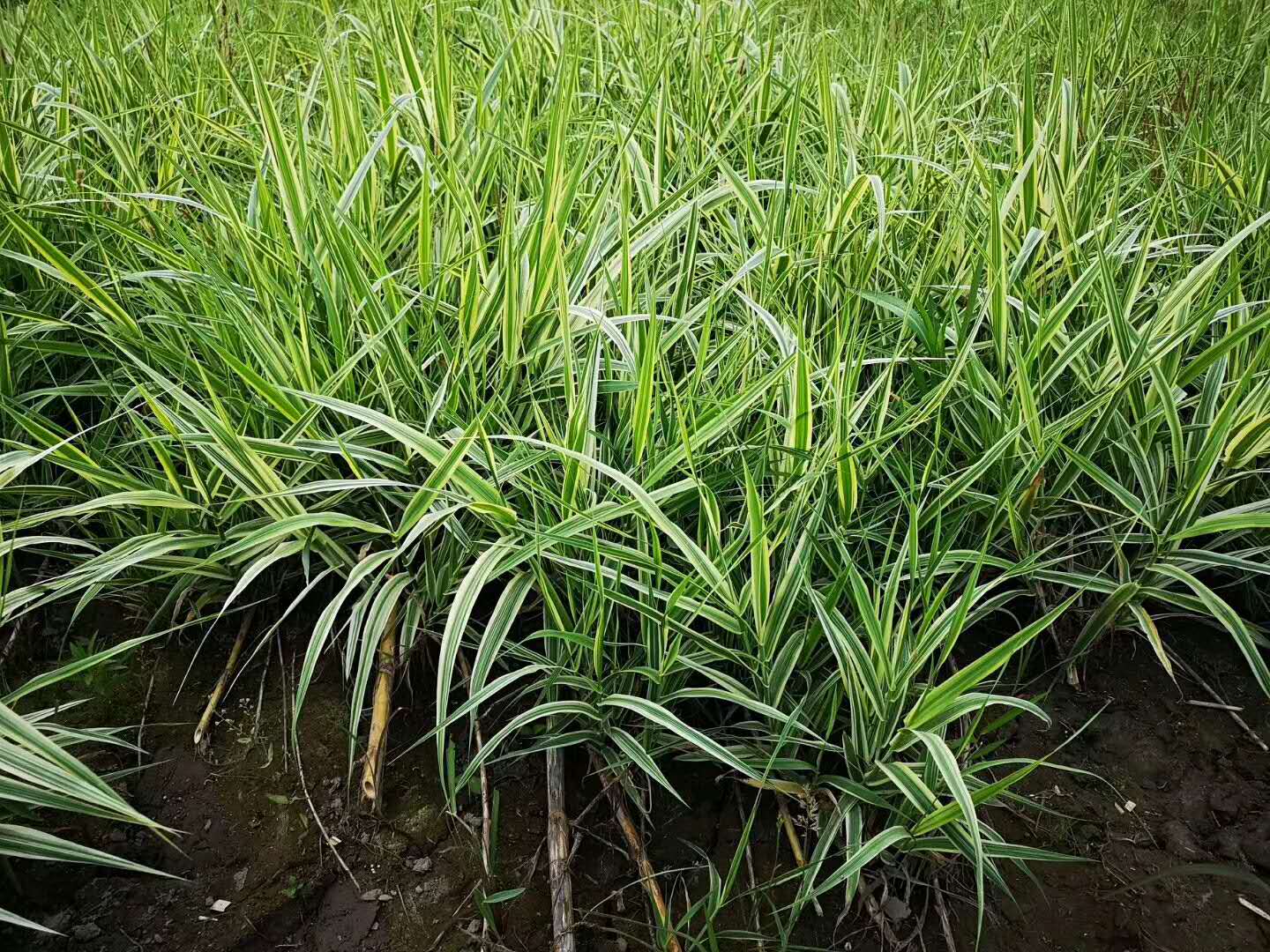 廣西花葉蘆竹基地直銷｜廣西哪里賣花葉蘆竹|廣西水生植物基地|廣西水生植物哪家好