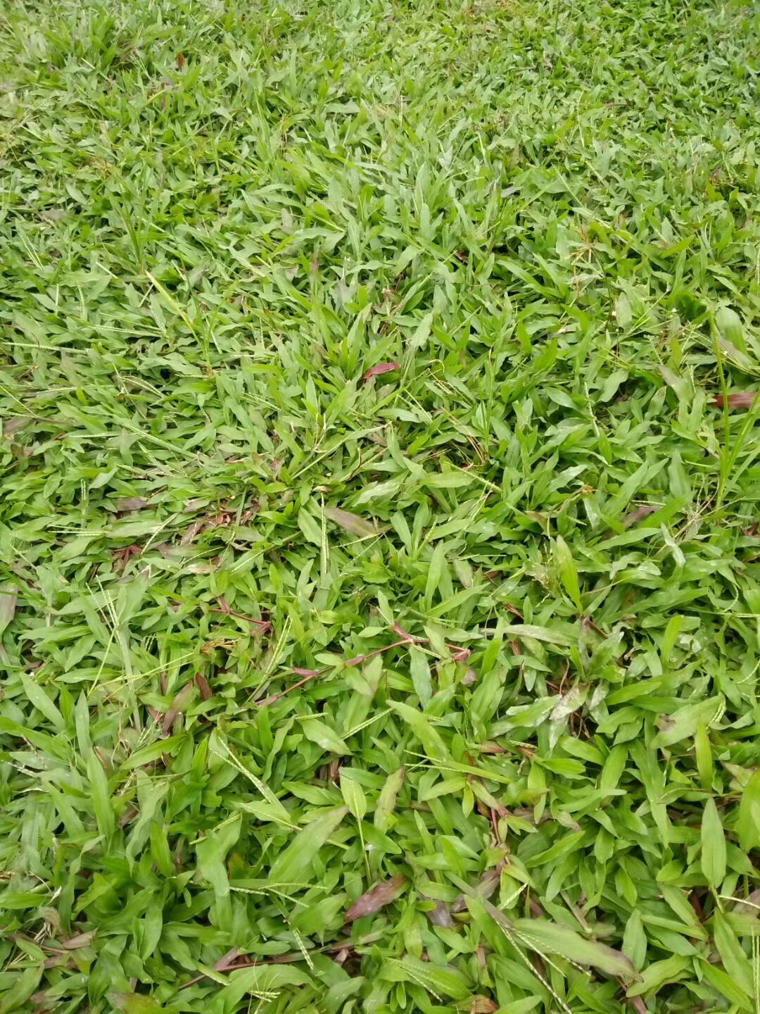 中山夏威夷卷草圖片/中山夏威夷卷草樣板圖 (2)