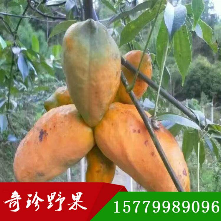 九月圖片/九月樣板圖 (1)