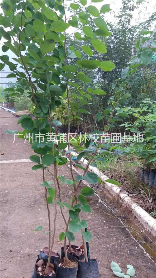 大紅酸枝圖片/大紅酸枝樣板圖 (4)