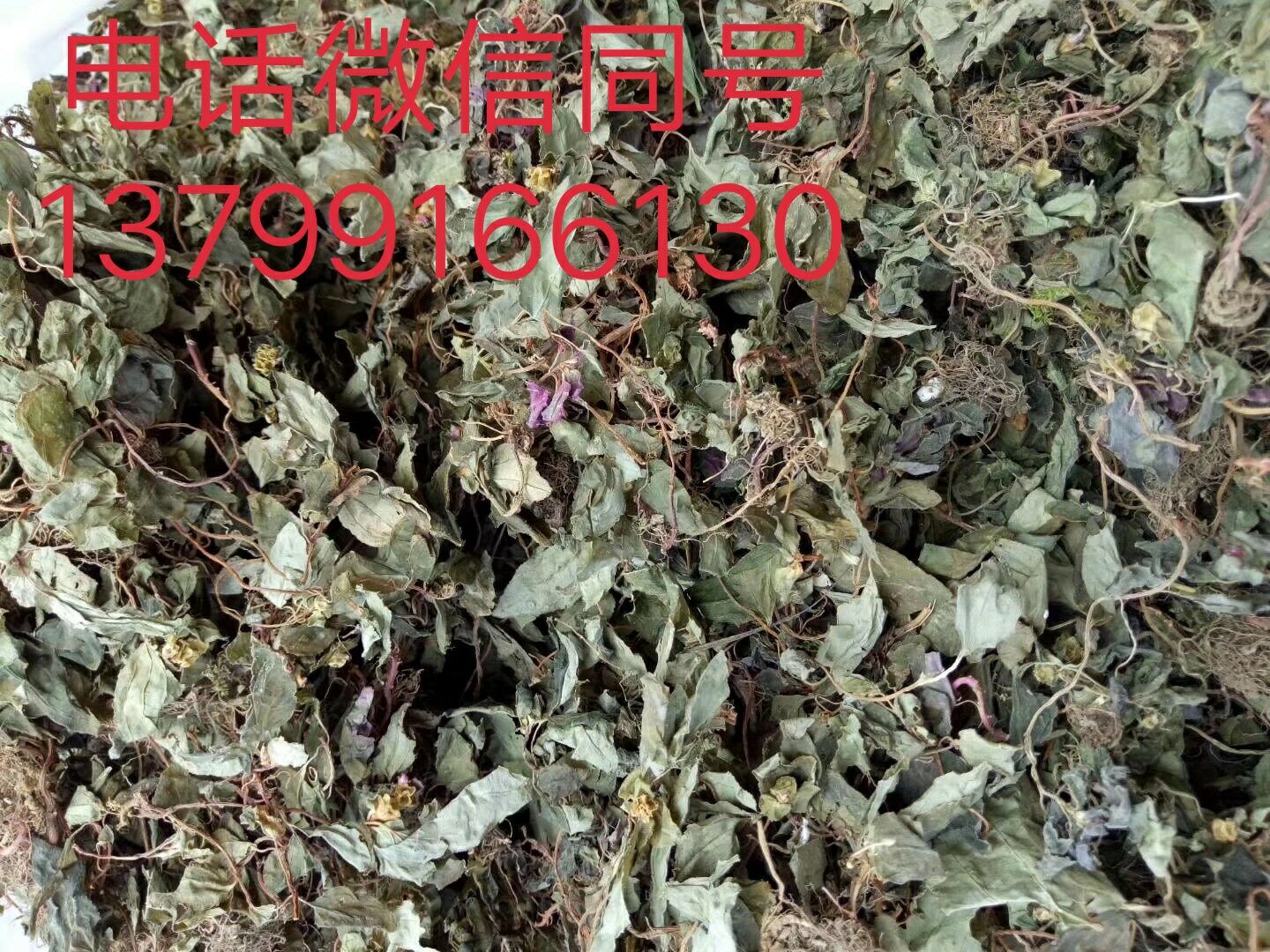 野生風(fēng)柜斗草圖片/野生風(fēng)柜斗草樣板圖 (2)