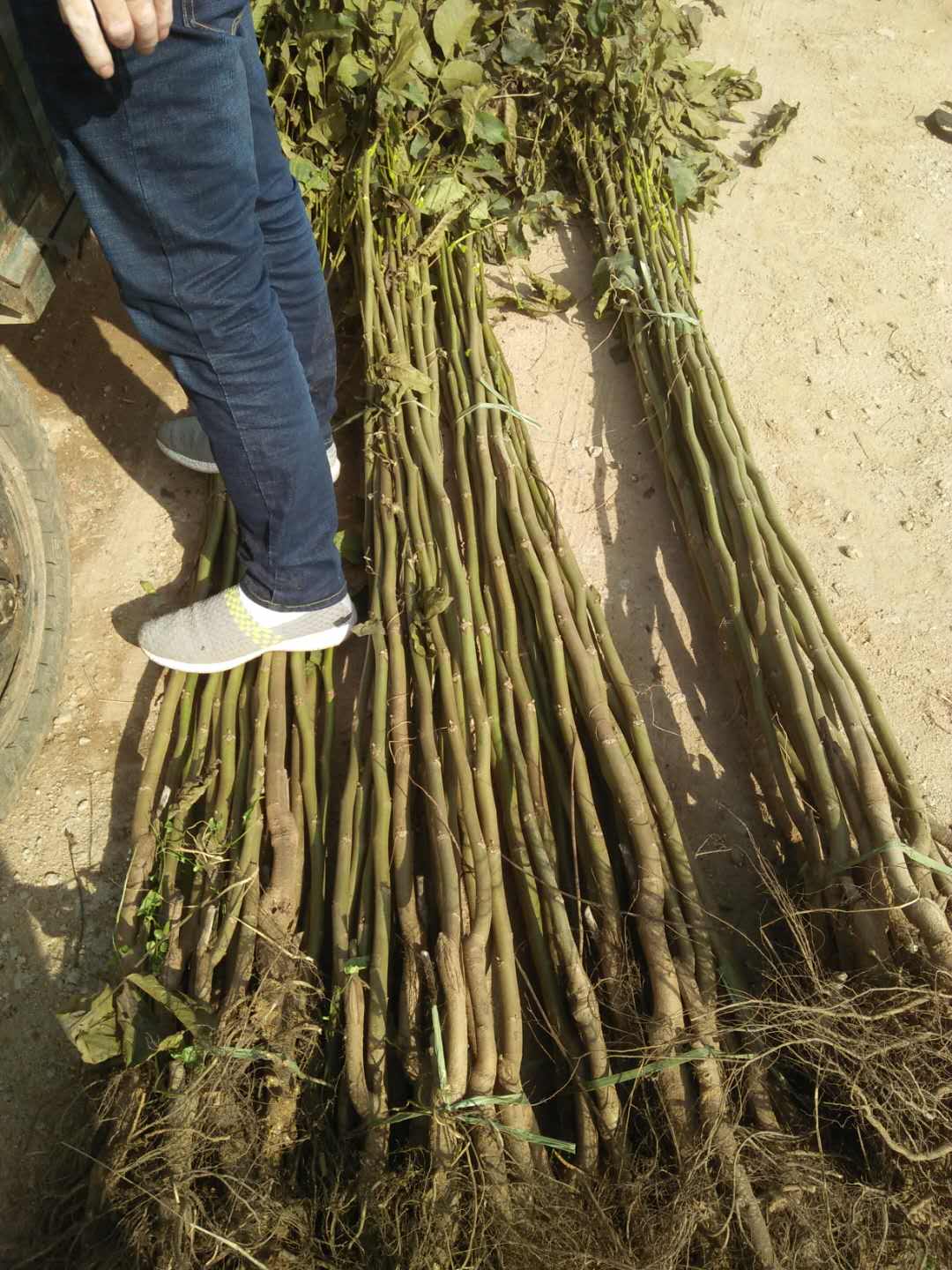 湖北核桃苗圖片/湖北核桃苗樣板圖 (3)