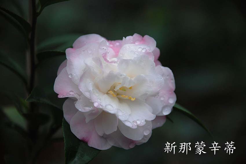 廣東山茶花樹圖片/廣東山茶花樹樣板圖 (1)