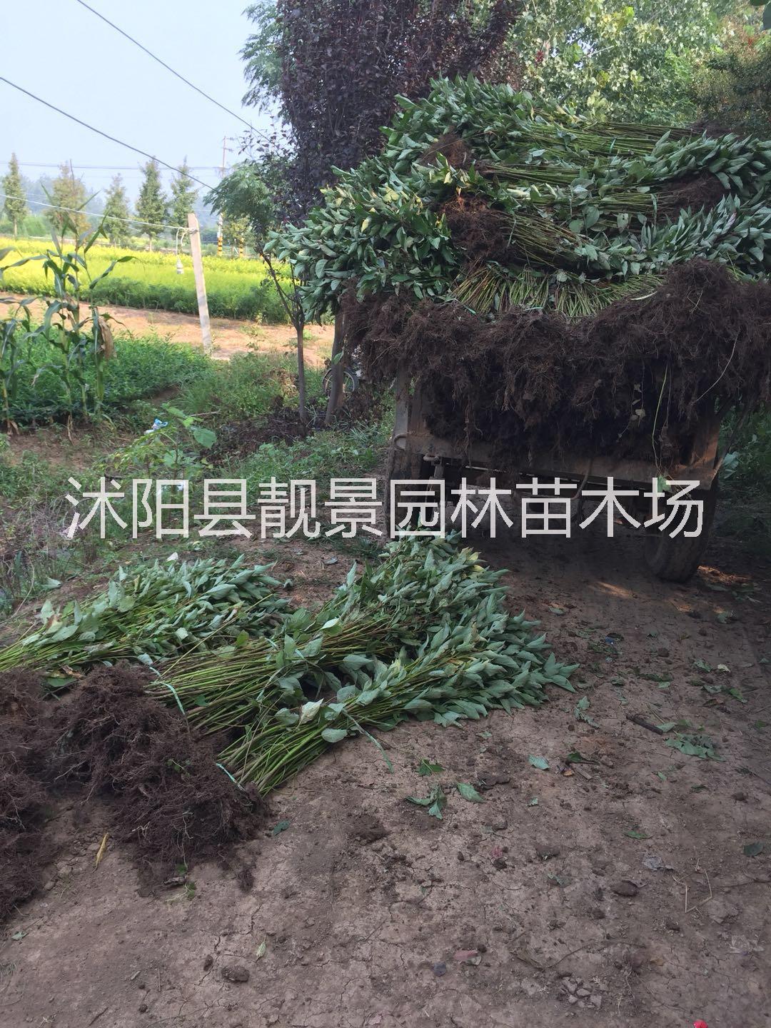 江苏红瑞木基地供应商， 红瑞木工程绿篱苗，红瑞木50万棵上市 江苏红瑞木种植基地图片