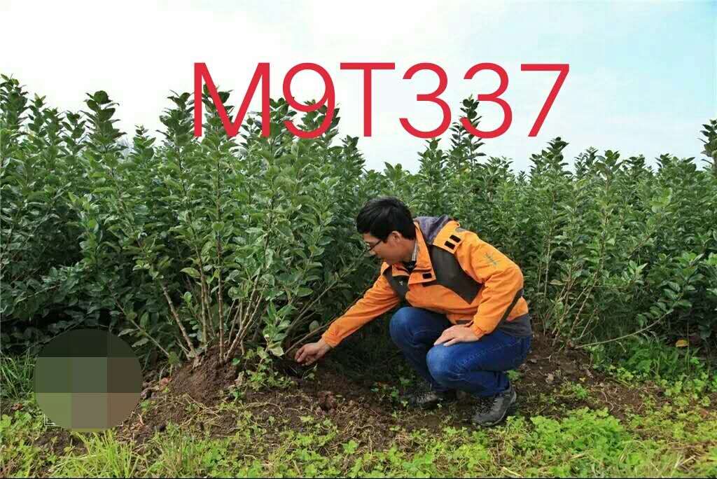 M9T337自根砧苹果苗/M9苹果苗/M9自根砧图片