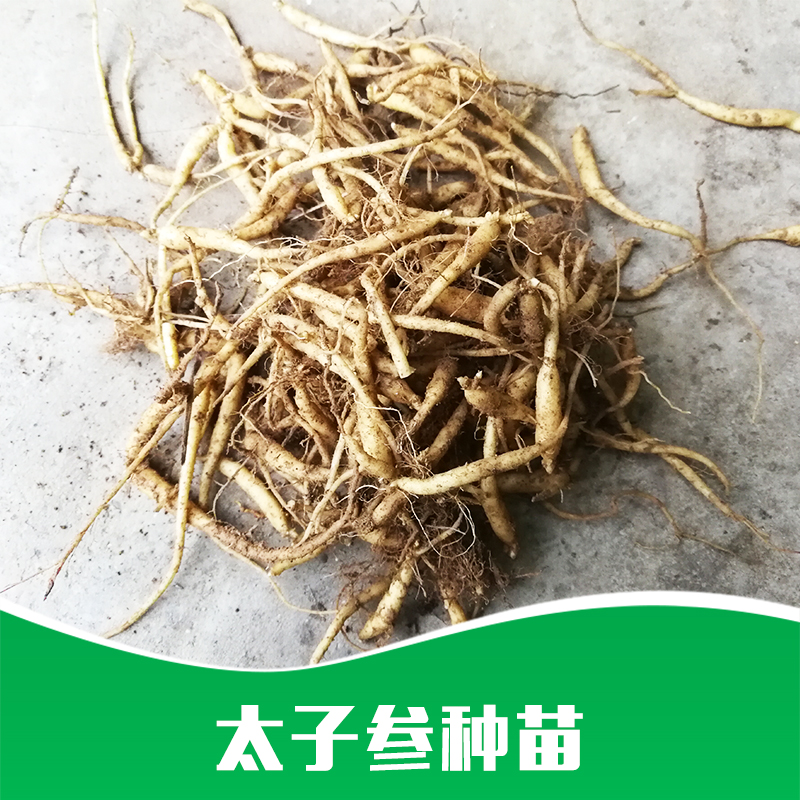 廠家直銷 * 覆盆子干 種苗* 藥材苗批發(fā) 品質(zhì)保證 售后無憂 太子參種苗