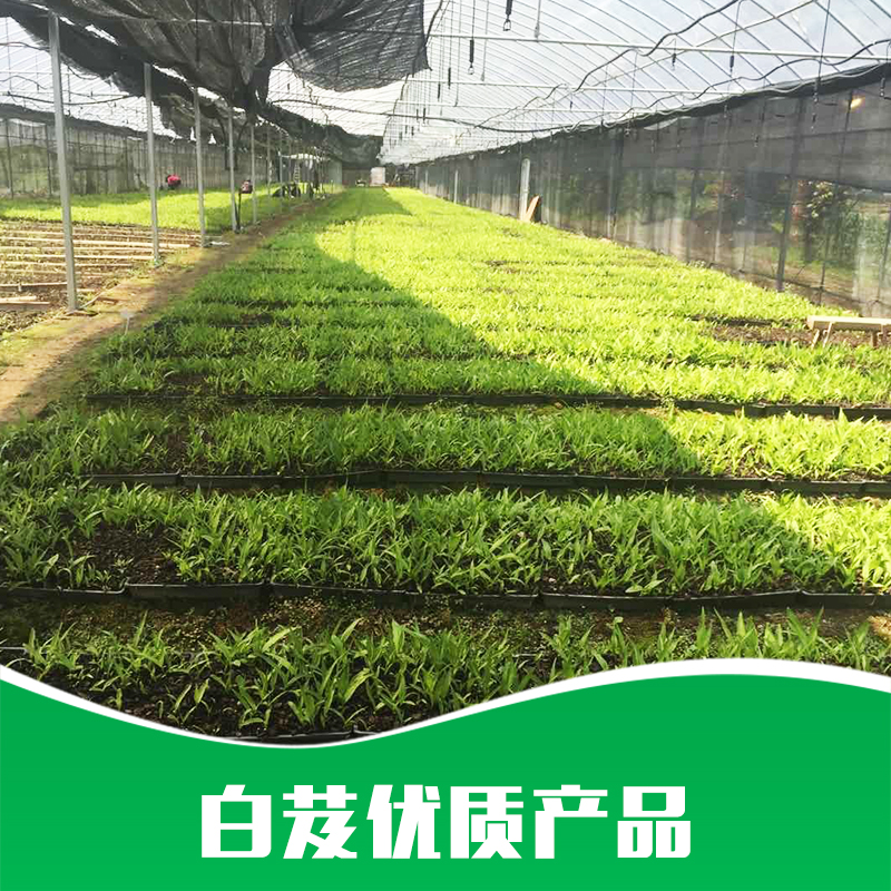 白芨圖片/白芨樣板圖 (3)
