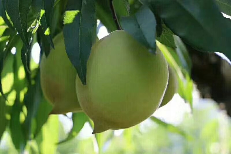 鷹嘴桃樹苗圖片