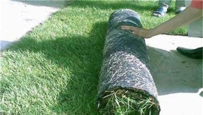 生態(tài)毯圖片/生態(tài)毯樣板圖 (1)