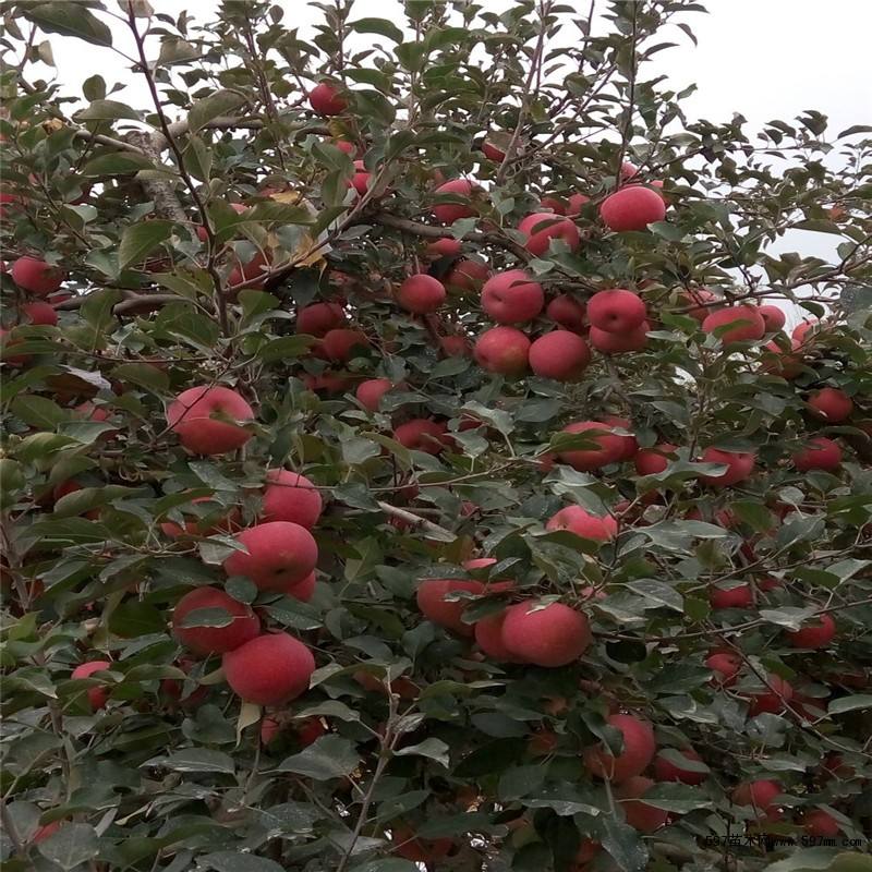 苹果苗 苹果苗价格 苹果树苗 苹果苗价格