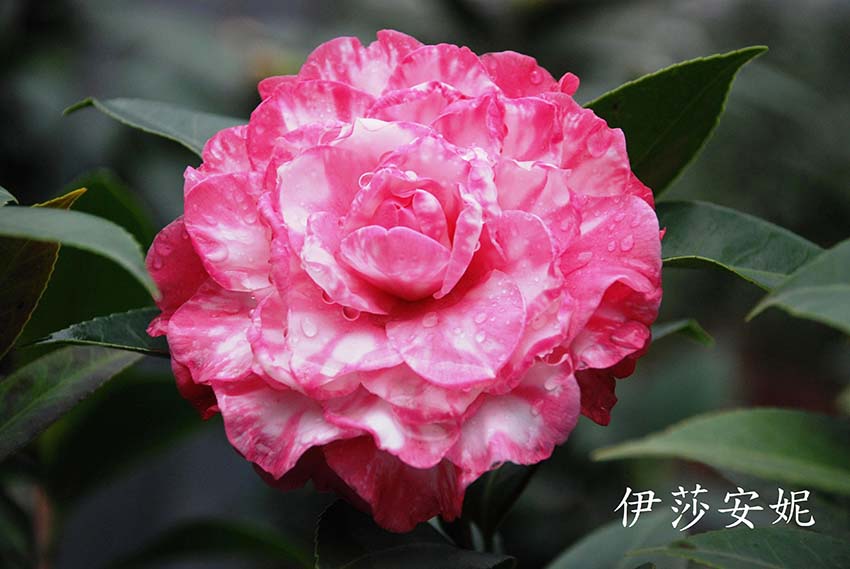 茶花樹(shù)圖片/茶花樹(shù)樣板圖 (3)