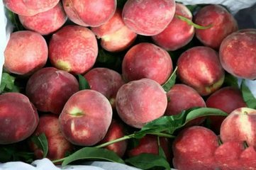 大果血桃9號(hào)，優(yōu)質(zhì)血桃新品種，血桃樹苗新品種，好吃的血桃，血桃樹苗批發(fā)，血桃樹苗價(jià)格