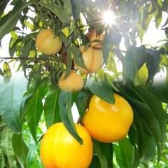 中油21號油桃，優(yōu)質(zhì)油桃，極好吃的中油21號桃，新品種油桃樹苗，油桃樹苗價(jià)格