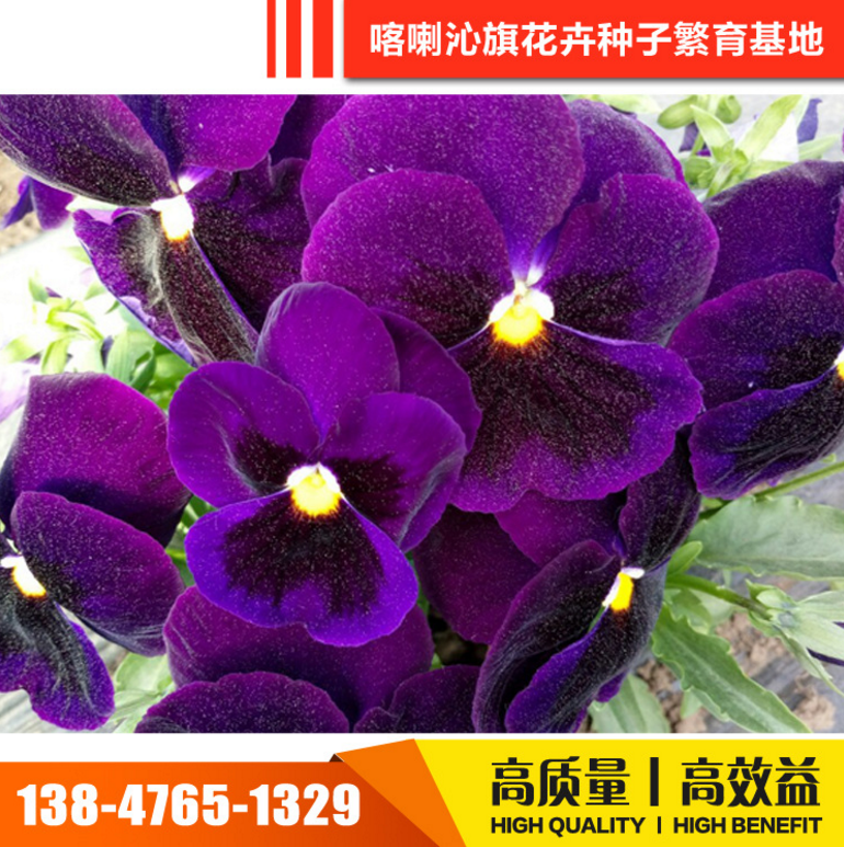 三色堇種子圖片/三色堇種子樣板圖 (2)