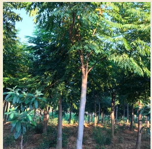 欒樹(shù)移植苗圖片/欒樹(shù)移植苗樣板圖 (2)