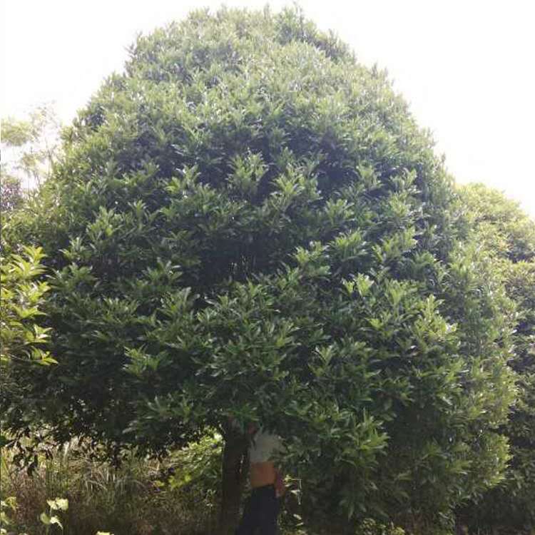 广西桂花树批发广西桂花树批发|供应广西桂花树批发价格表|广西桂林桂花树价格