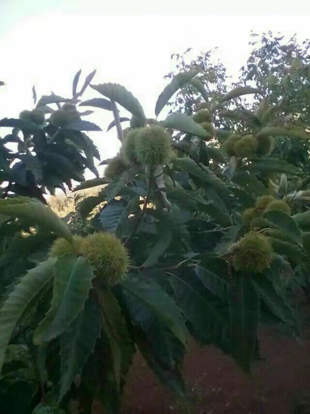 花果樹苗圖片/花果樹苗樣板圖 (3)