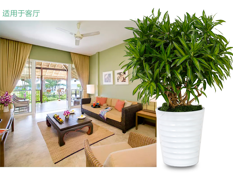 北京綠植租賃北京綠植租賃公司