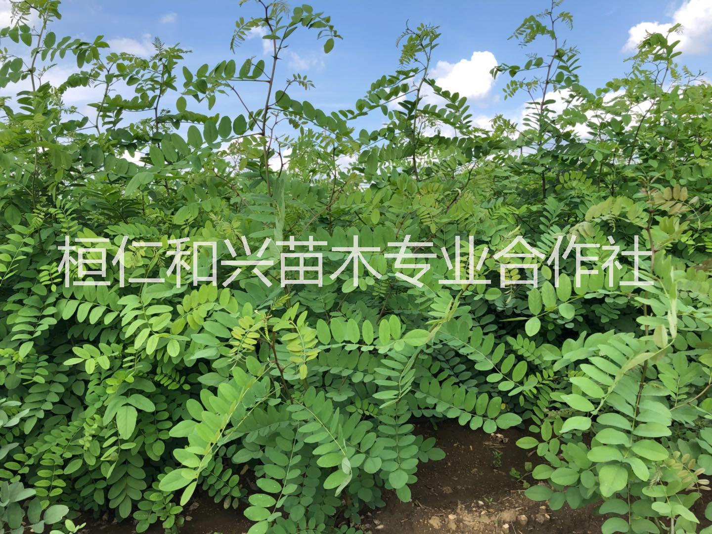 刺槐苗圖片/刺槐苗樣板圖 (3)