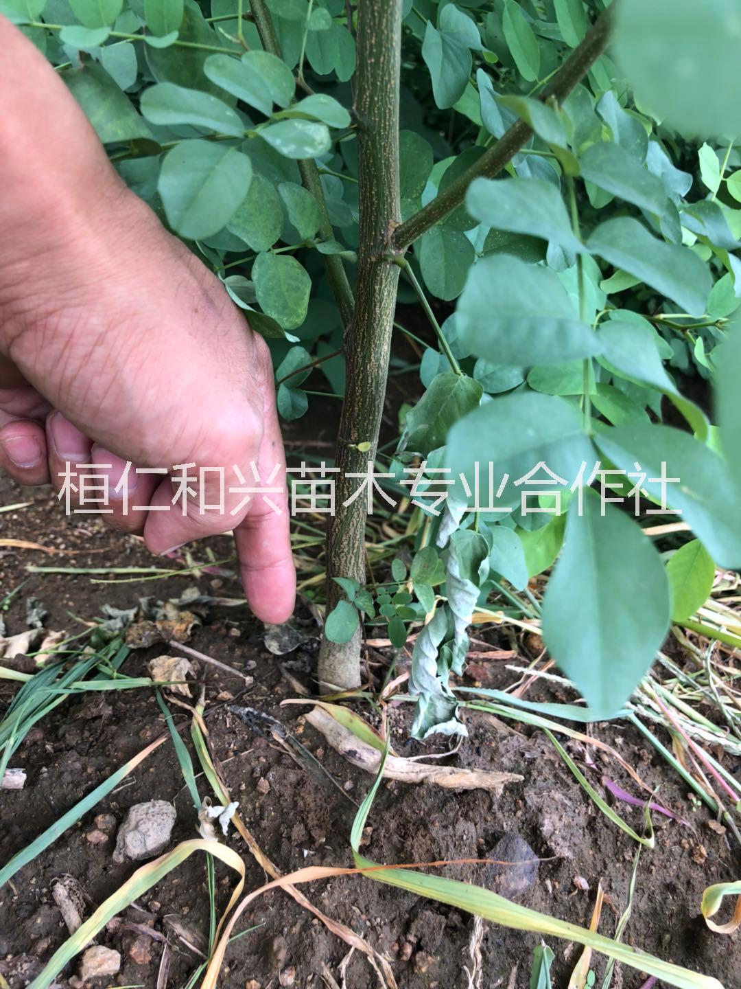 山西刺槐一年苗圖片/山西刺槐一年苗樣板圖 (4)