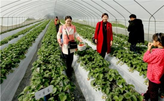 草莓采摘園價(jià)格 薄膜采摘園廠家 采摘園大棚 有機(jī)草莓采摘園供應(yīng)