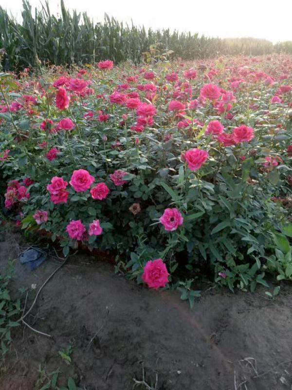 月季圖片/月季樣板圖 (4)