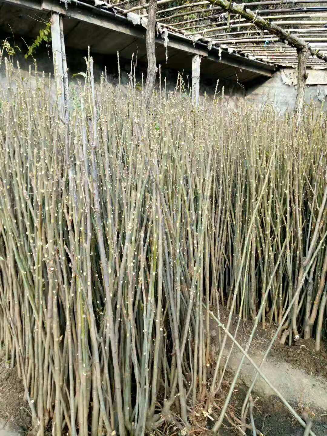 香椿苗基地圖片/香椿苗基地樣板圖 (2)