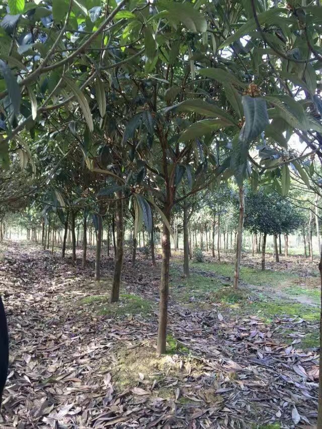 枇杷圖片/枇杷樣板圖 (1)