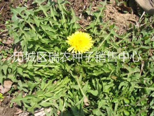 野菜種子  大葉蒲公英種子