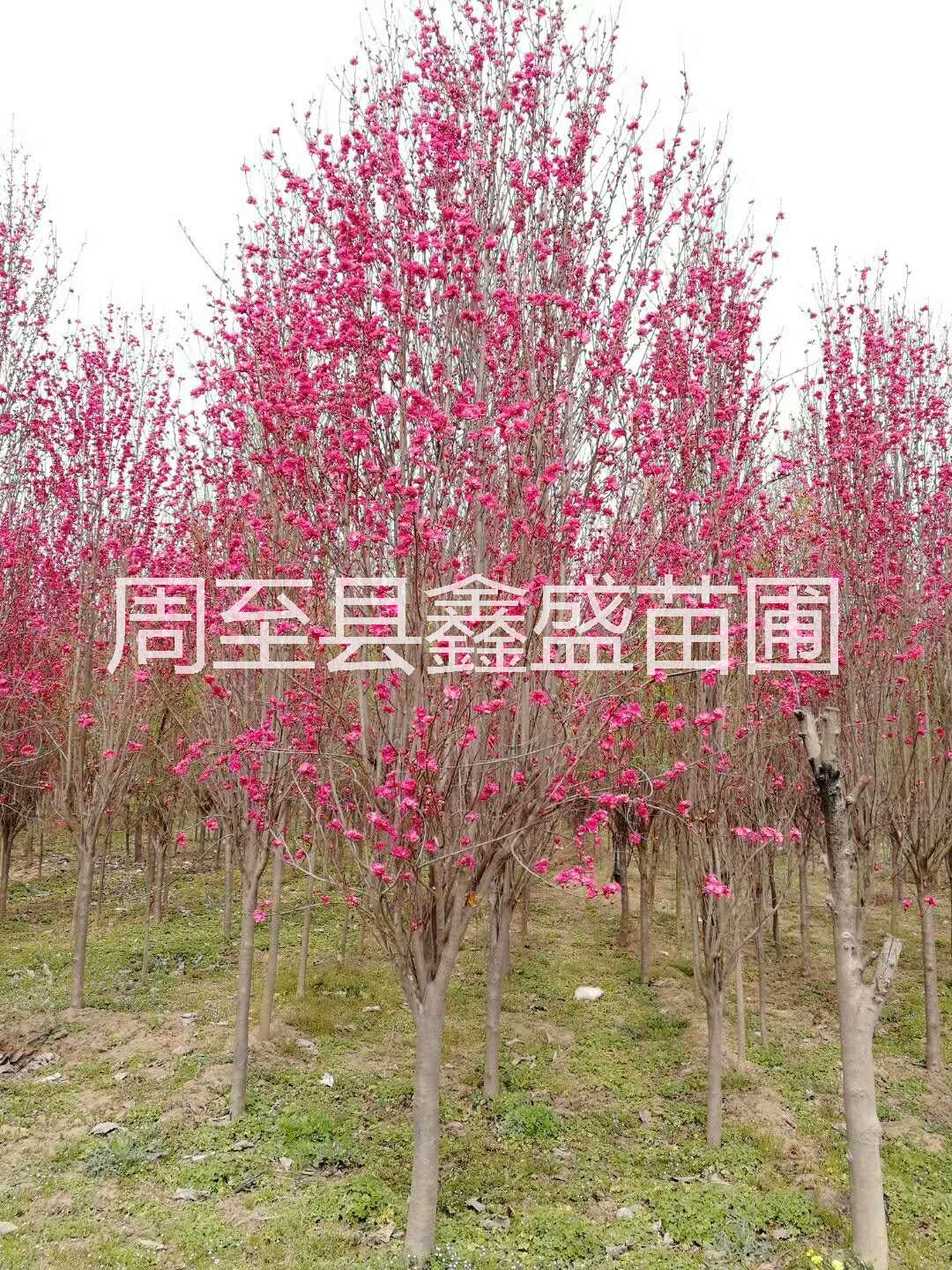 帚桃圖片/帚桃樣板圖 (3)