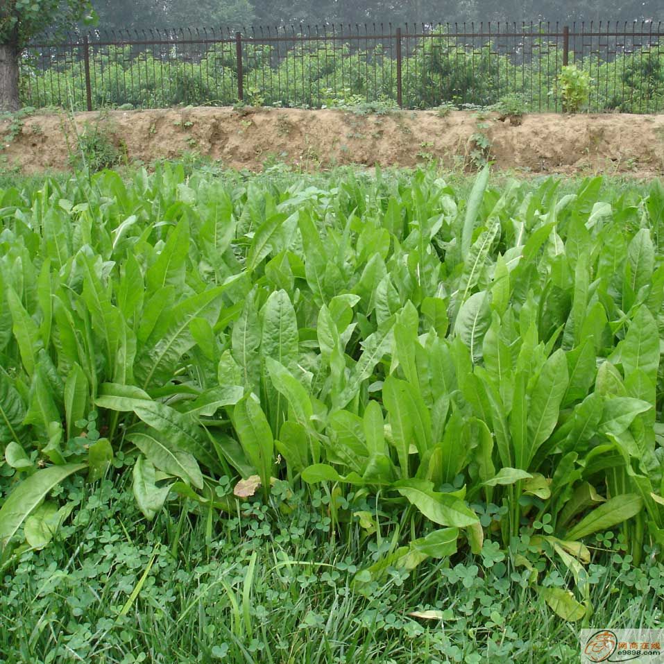 濟(jì)南優(yōu)質(zhì)牧草種子 菊苣種子