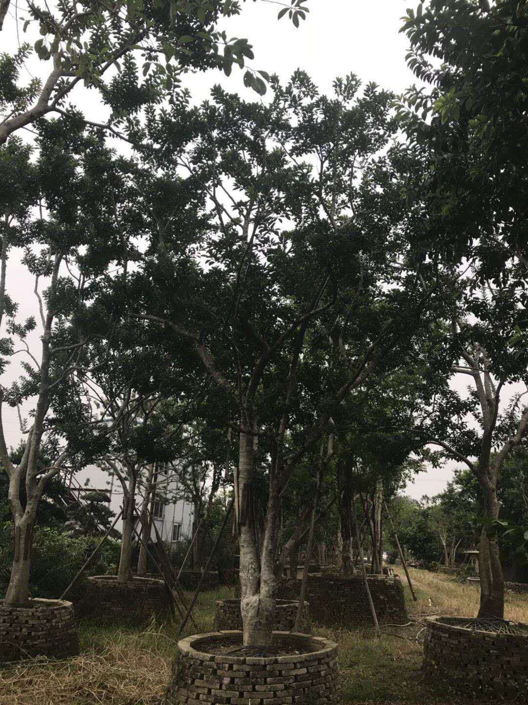 廣東叢生鐵冬青圖片