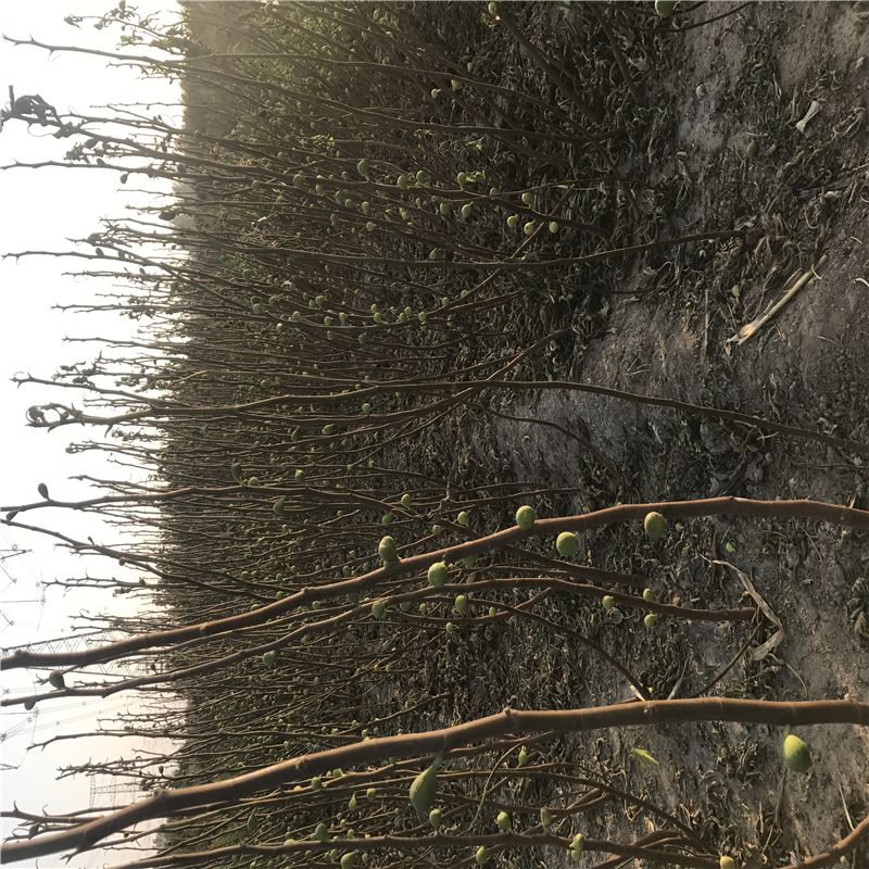 河南省無(wú)花果苗價(jià)格  無(wú)花果苗新品種簽訂合同