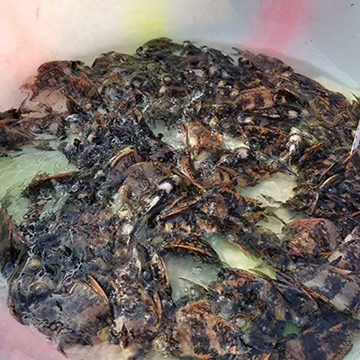 胭脂魚可以吃嗎圖片/胭脂魚可以吃嗎樣板圖 (1)